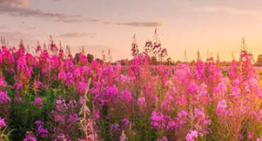 Польза Иван-чая