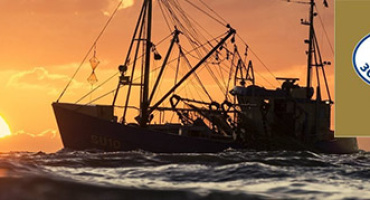 Новинки от "Золотой сети"